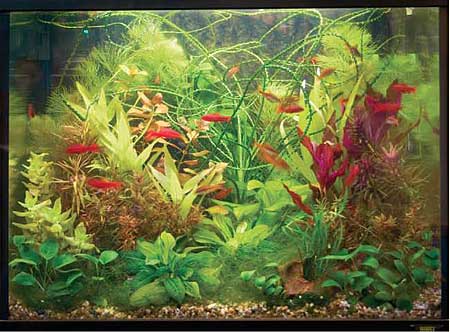 Аквариум «Вишневый сад» Оксаны Кургановой с выставки «Aquarex-2004» (специальный приз редакции журнала «Aquarium Magazine»).