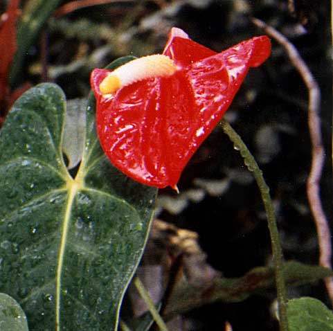 anthurium.jpg