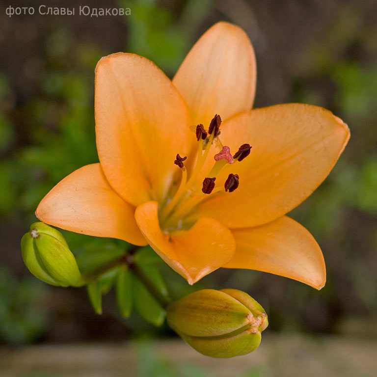 crw_9300.jpg