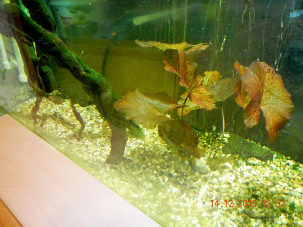 dscn3385999.jpg