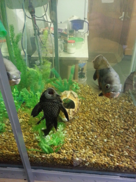 20130917_153103.jpg