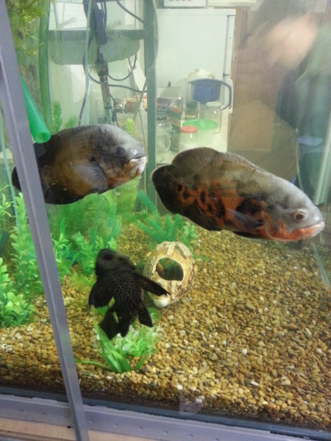 20130917_153108.jpg