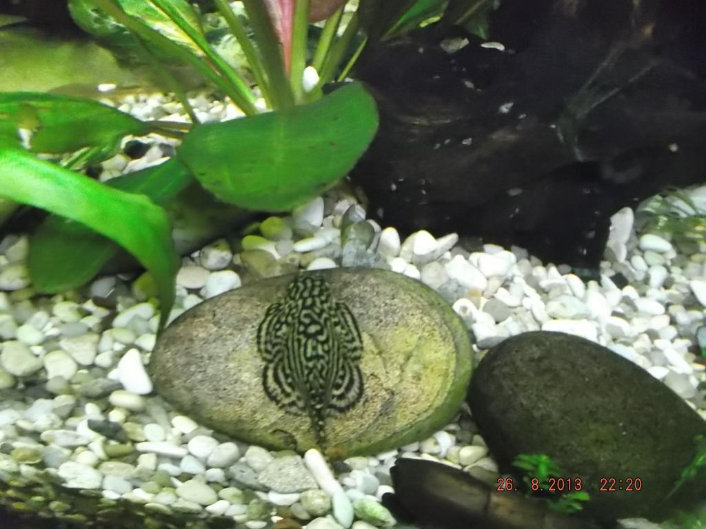 dscf8555.jpg