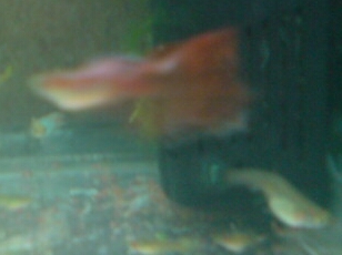 bryba3.jpg