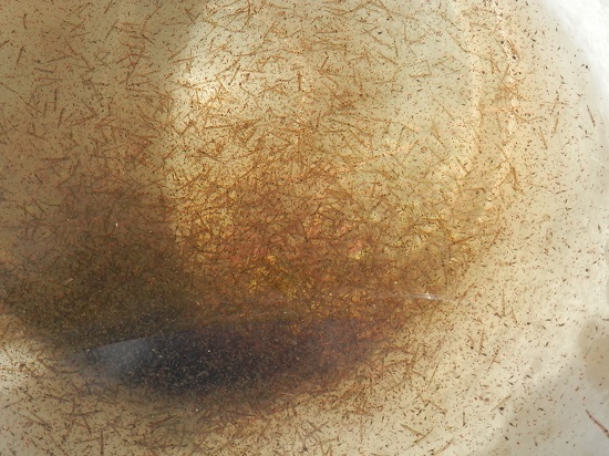 p8160985_a.jpg