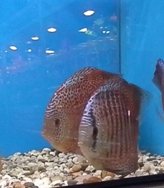 sergey_evgeniya_8-1.jpg
