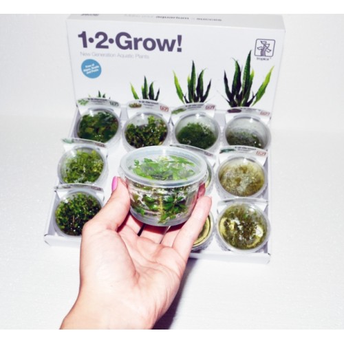 staurogyne_repens_1-2_grow_14815_9_68403606-500x500.jpg