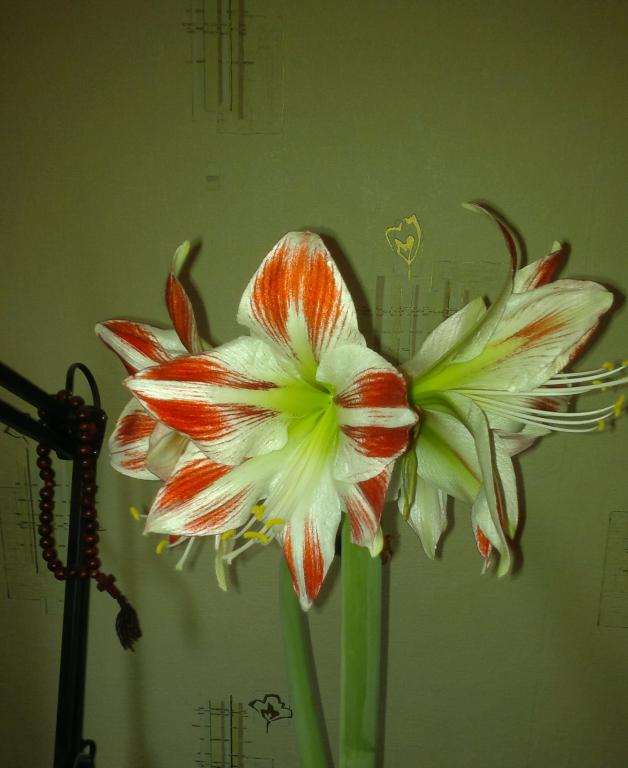 amarilis.jpg