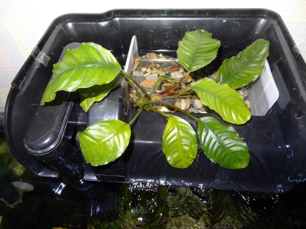 -anubias_kofefoliya.jpg