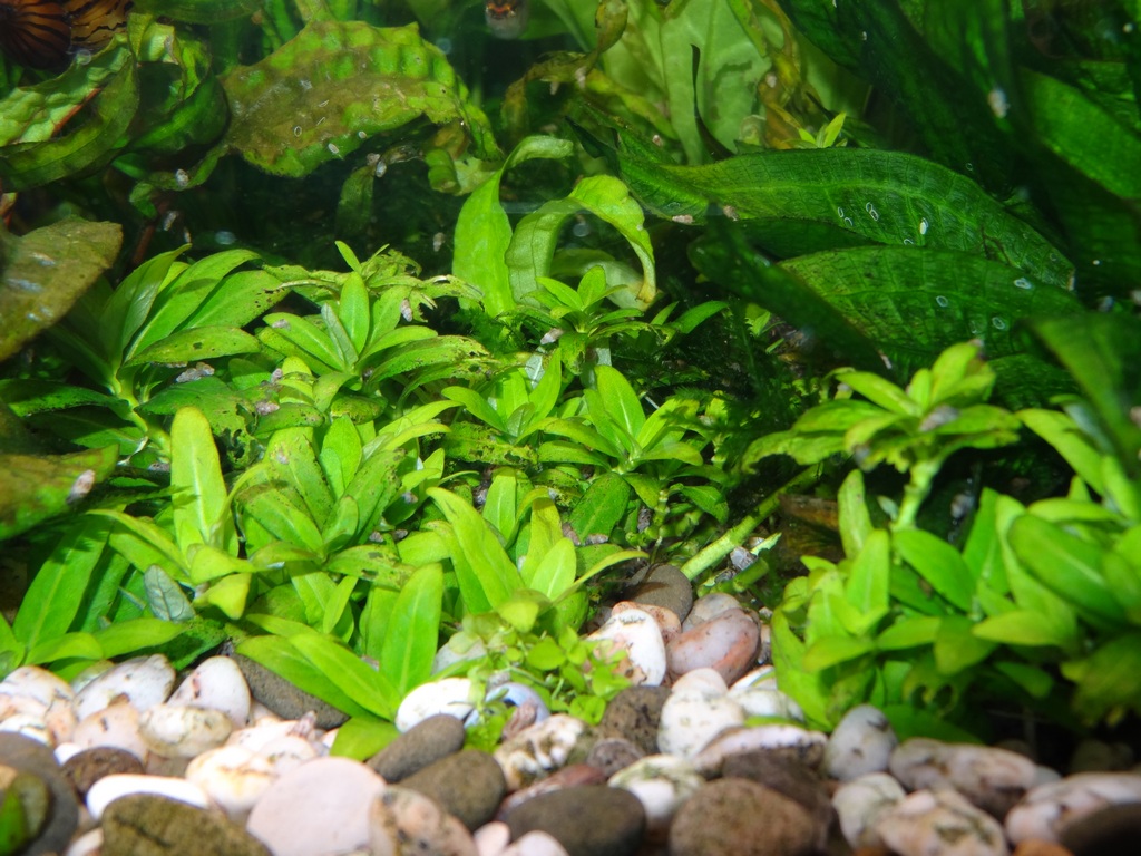 staurogyne_sp.jpg
