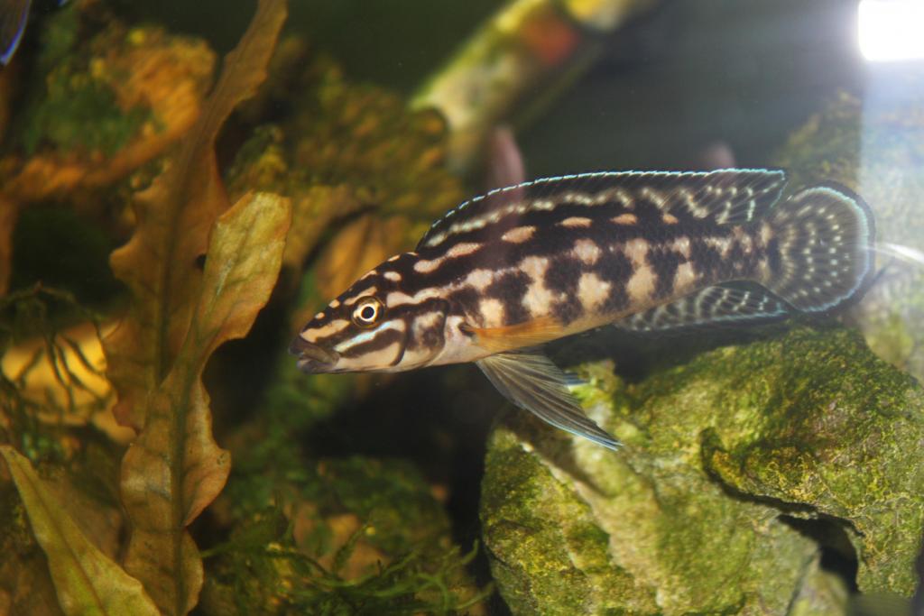 yulidohromisy_006.jpg