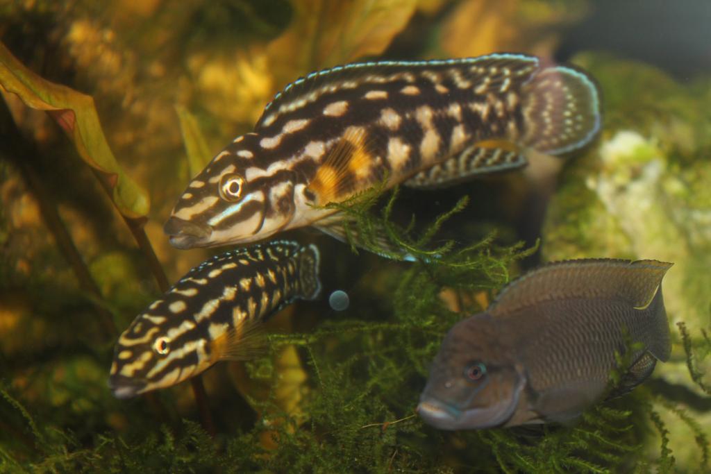 yulidohromisy_007.jpg