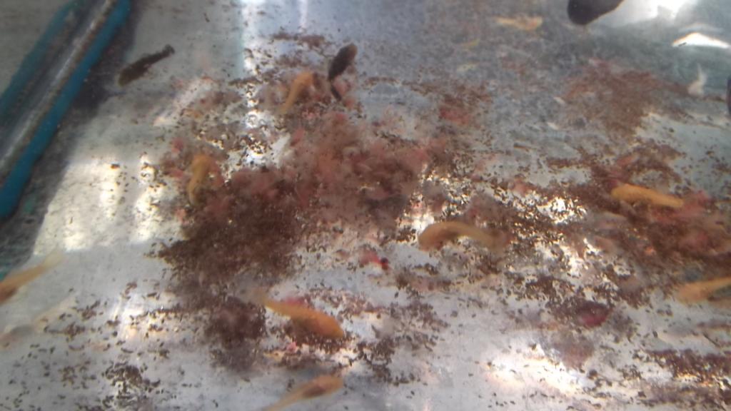 dscf5907.jpg