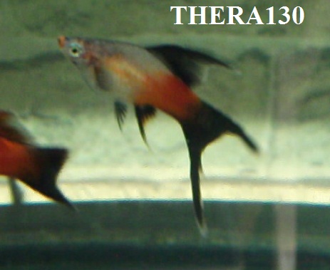 snimok18.jpg