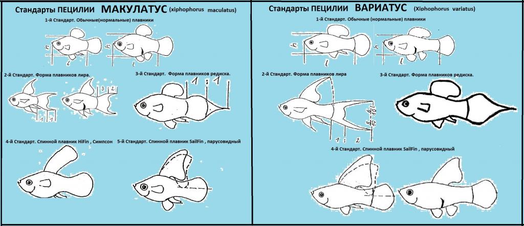snimok4_3.jpg