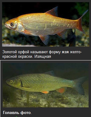 snimok7.jpg