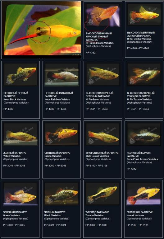 snimok85.jpg