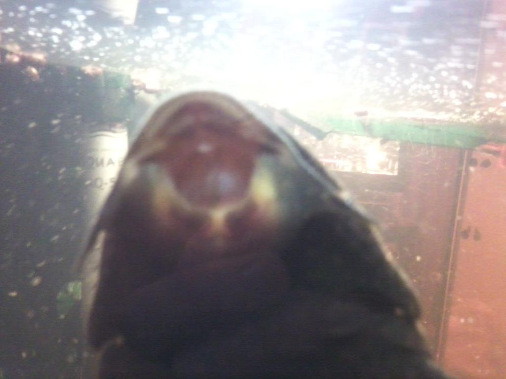 foto0108.jpg