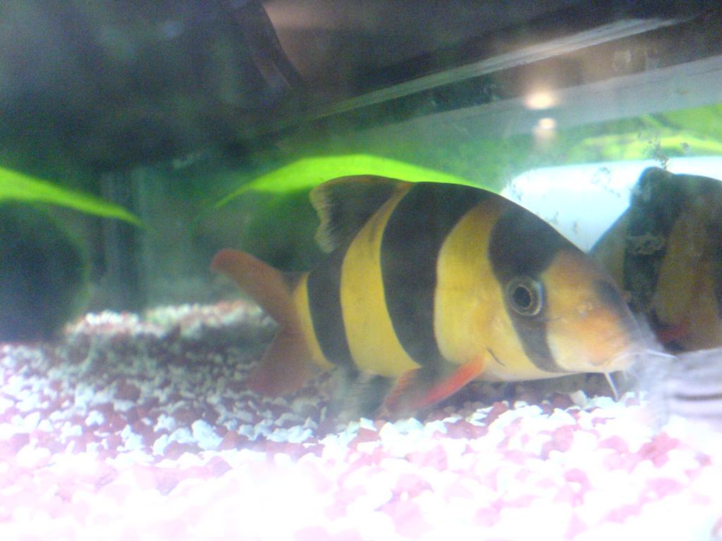 dsc01339.jpg