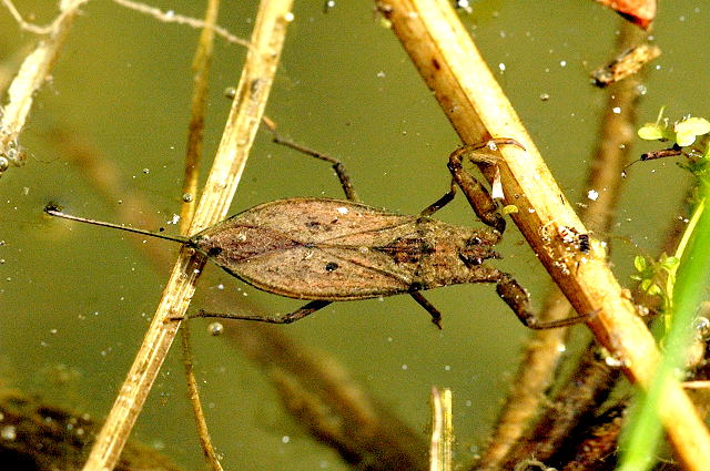 nepa.cinerea.jpg
