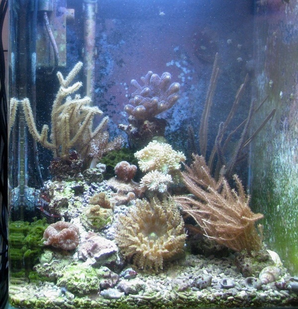 sea_60l_dennerle.jpg