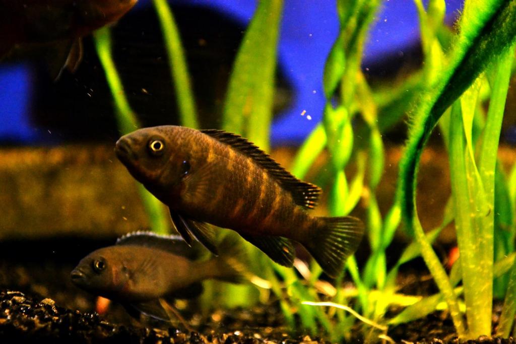dsc_umenshennoe_foto.jpg