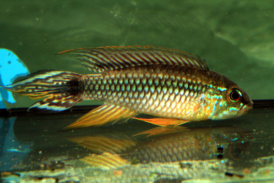 agassizii_alenquer_samec.jpg