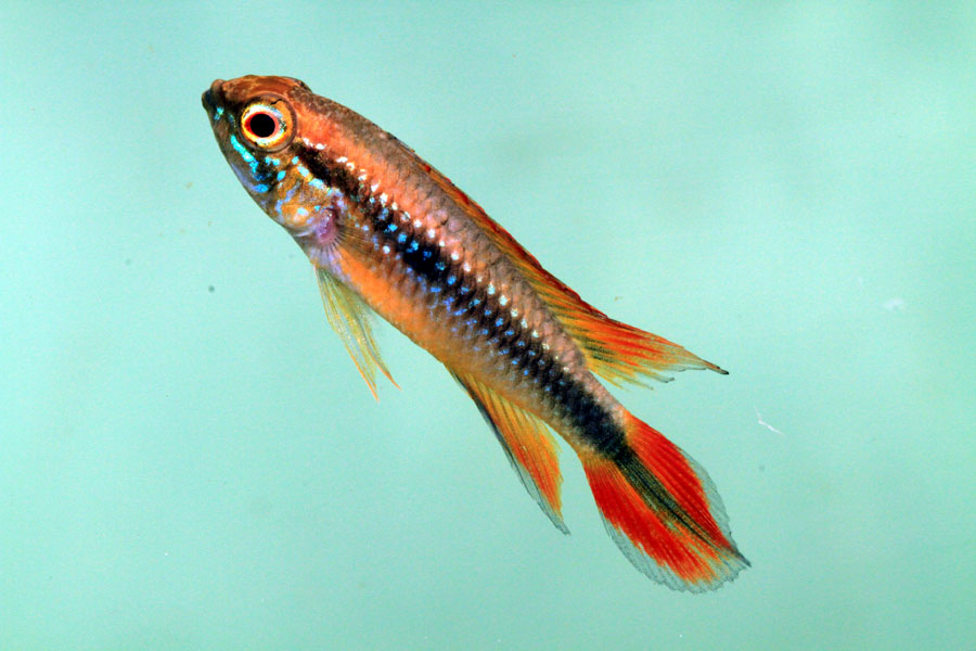 agassizii_sr.jpg