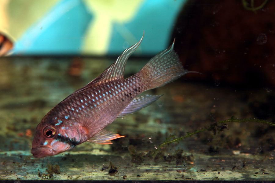 apistogramma_barlowi.jpg