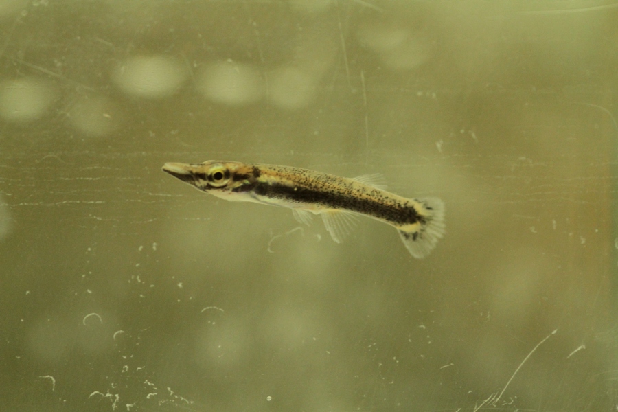 belonesoks.jpg