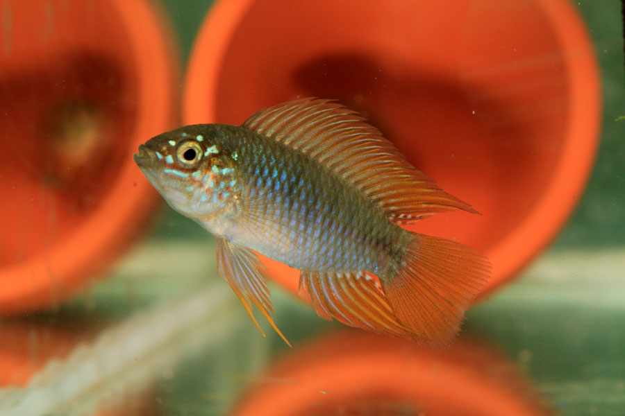 borelli_opal_samec.jpg