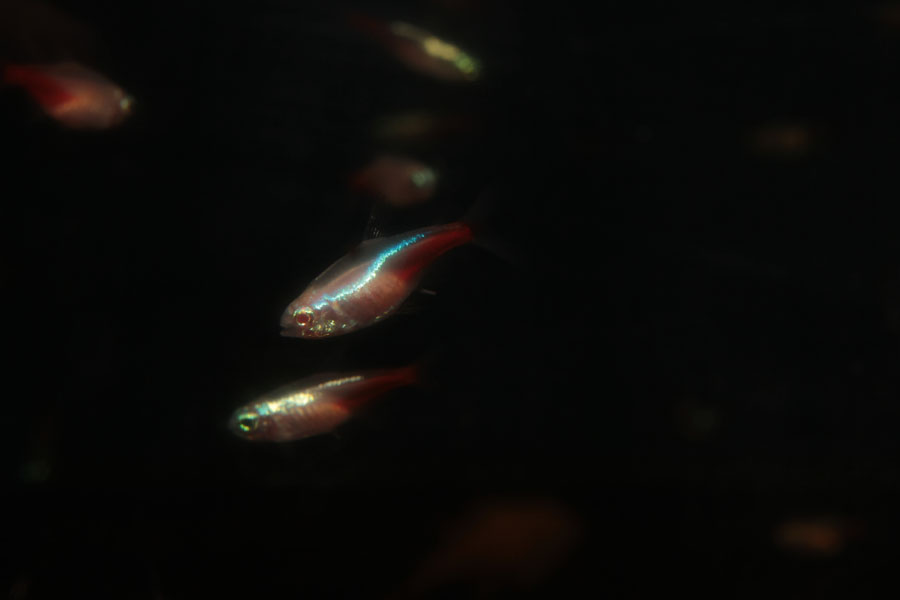 goluboy_neon_var_1.jpg