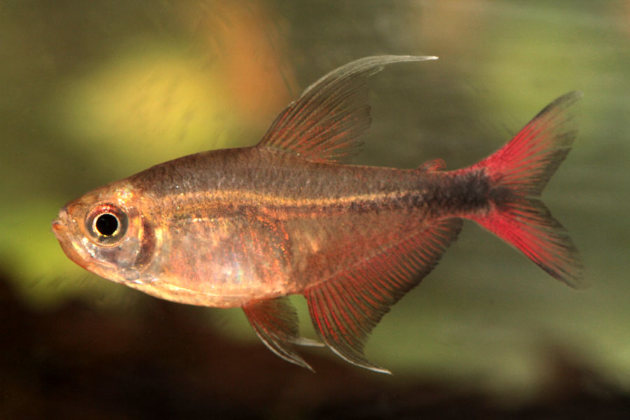 hemigrammus_filamentosus.jpg