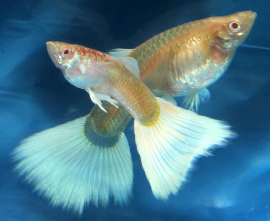 kanada_albinos_1.jpg