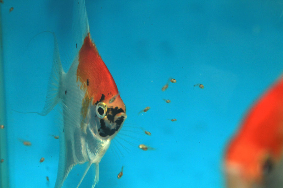 koi.jpg