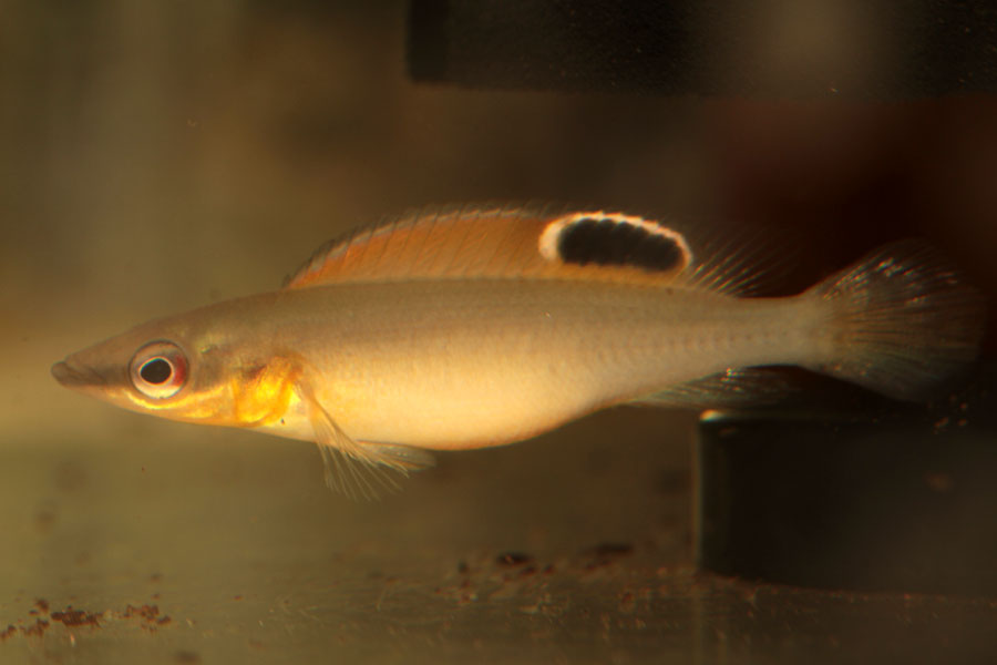 kompressiceps_samka.jpg