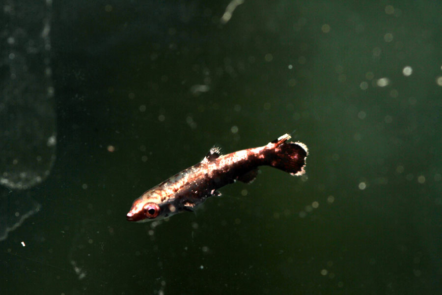 nannostomus_marginatus.jpg