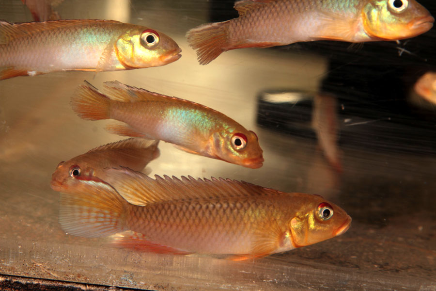 nanohromis_kasai.jpg