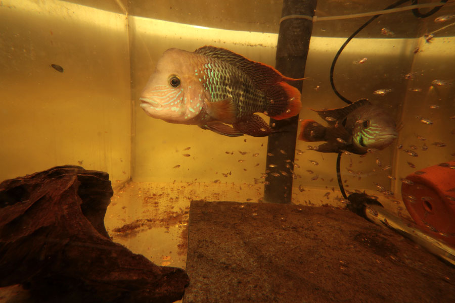 rivulatus.jpg
