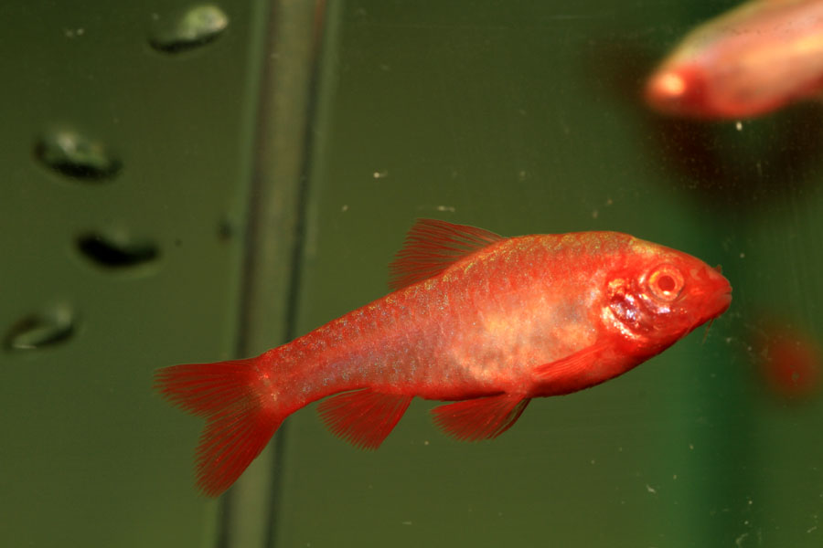 vishnevyy_s_red_albinos.jpg
