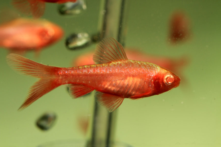 vishnevyy_super_red_albinos.jpg