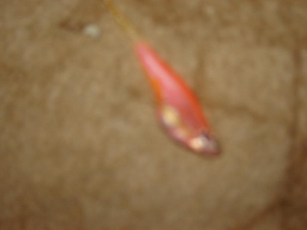 dsc03545.jpg