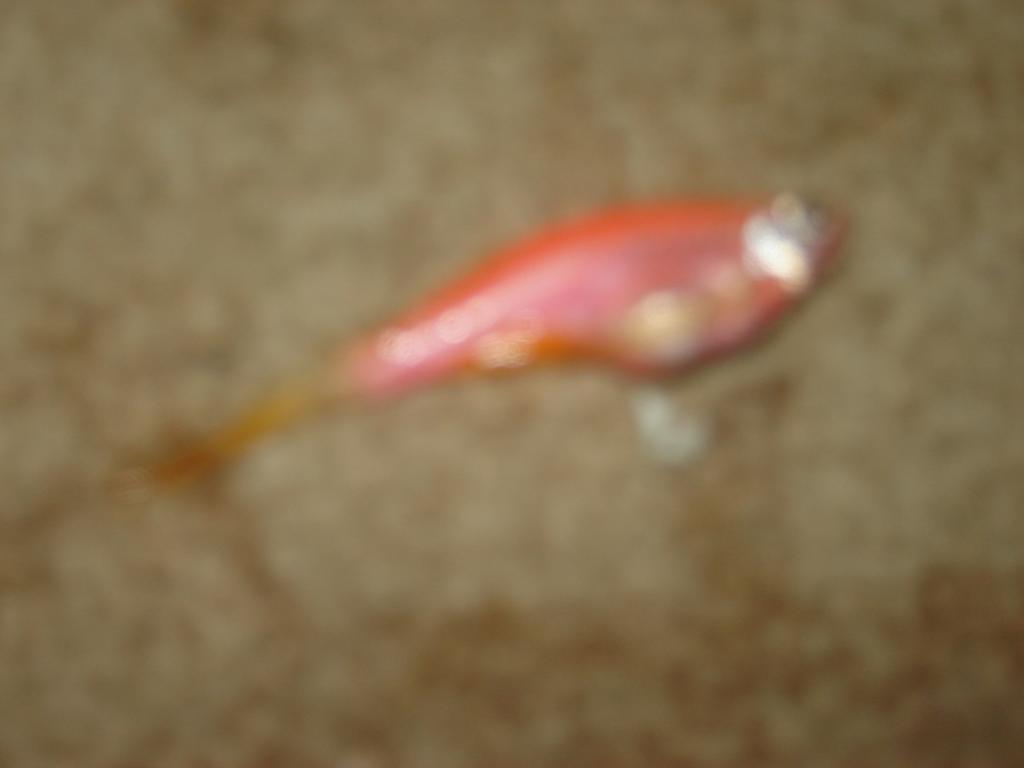 dsc03546.jpg