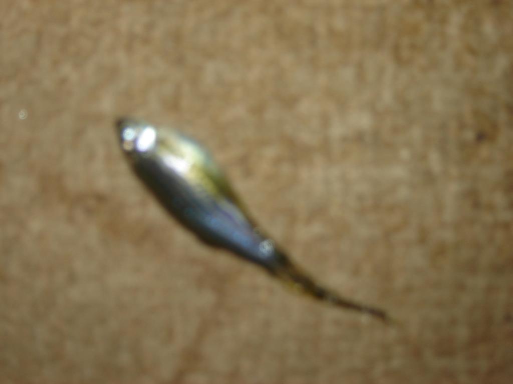 dsc03547.jpg