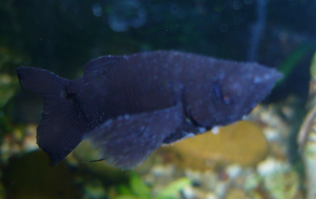 p1050066r.jpg