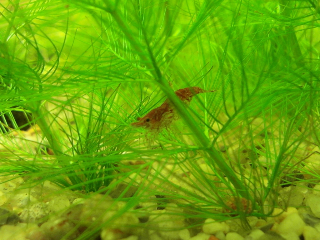 2013-01-05_krevetos1.jpg
