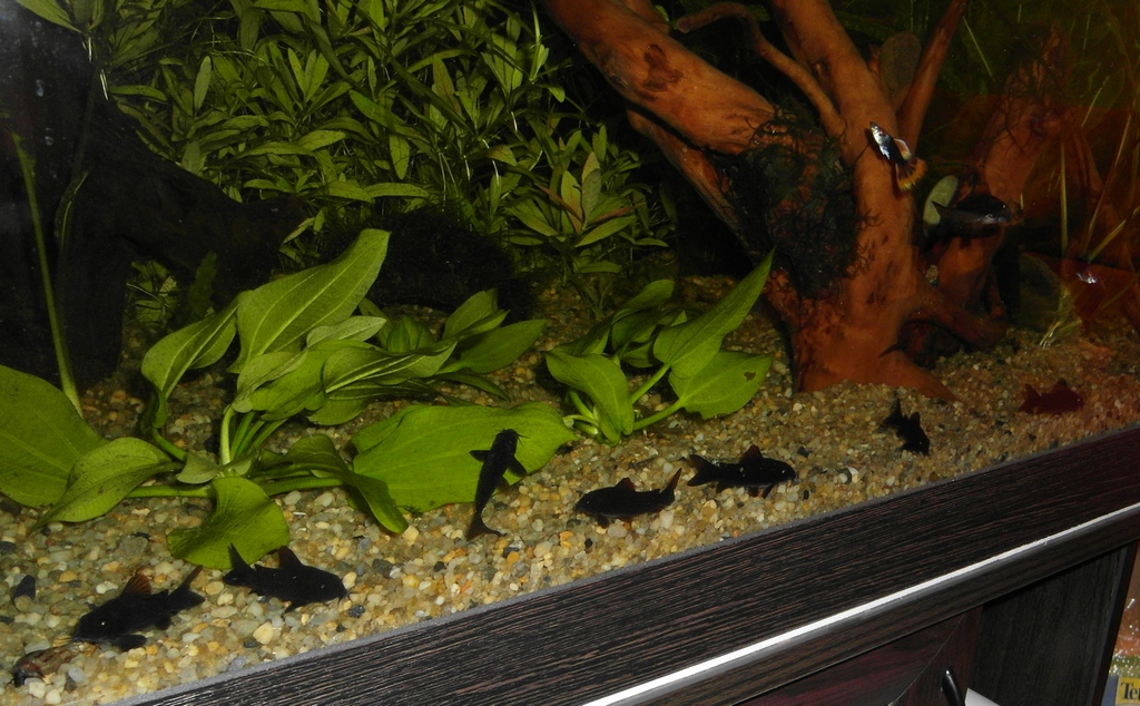 2013-01-05_nochyu1.jpg