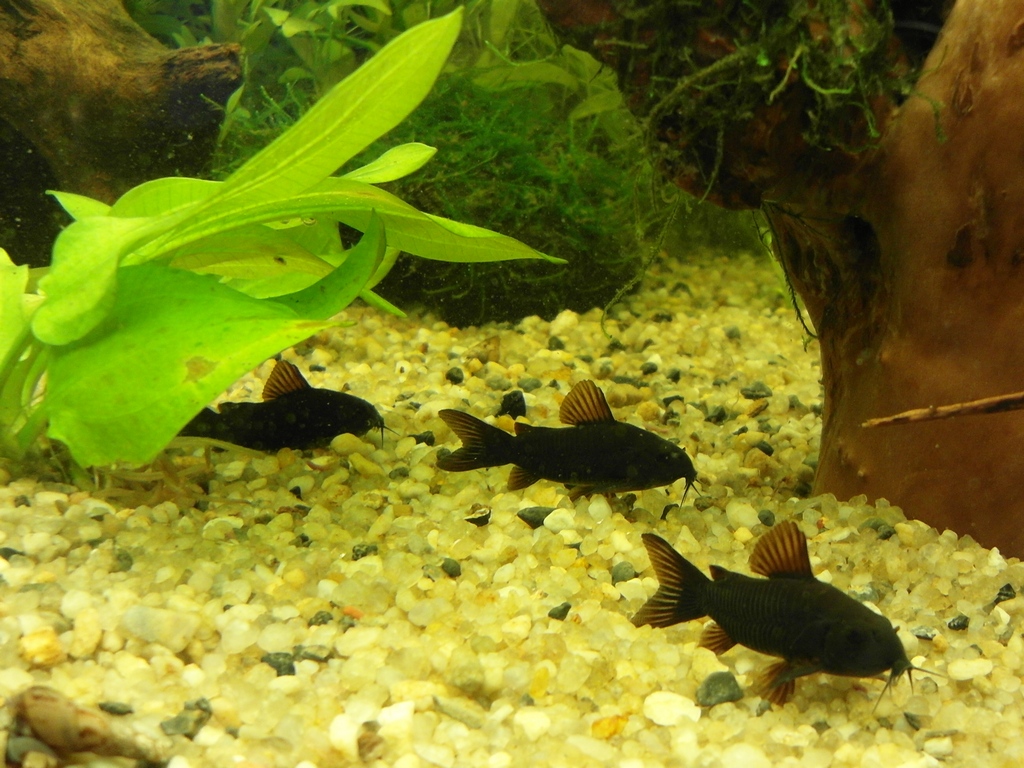 2013-01-05_s_black_venezuela1.jpg