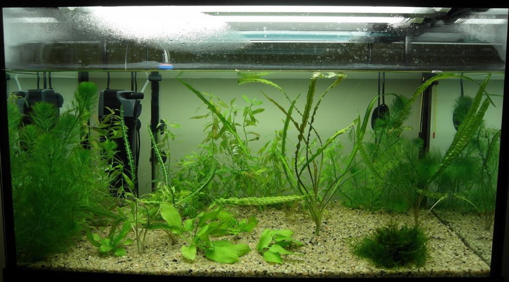 akvarium_1_1.jpg