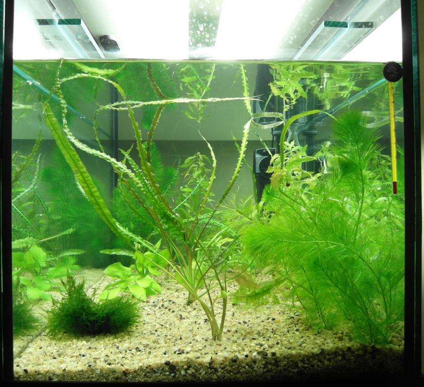akvarium_2.jpg